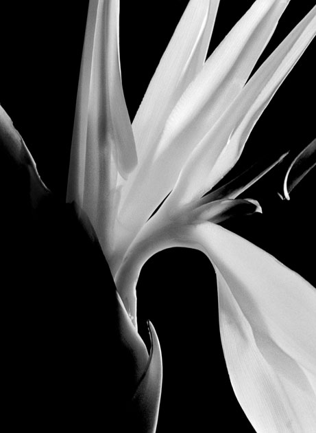 10_flower.blackandwhite.jpg
